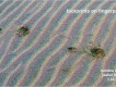 1303230403 - 000 - namibia desert footprints on fingerprints